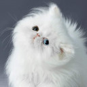 สมาชิกหมายเลข 1831741