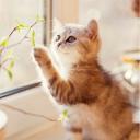 สมาชิกหมายเลข 2469066