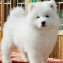 สมาชิกหมายเลข 4374038