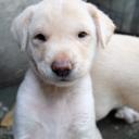 สมาชิกหมายเลข 4385926