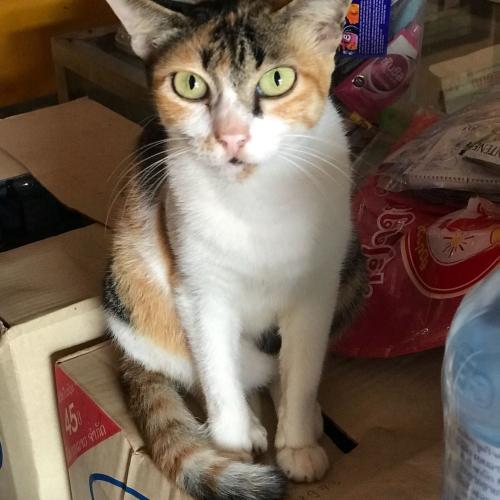 สมาชิกหมายเลข 4745459