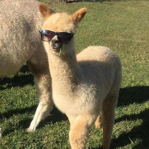 สมาชิกหมายเลข 6654591