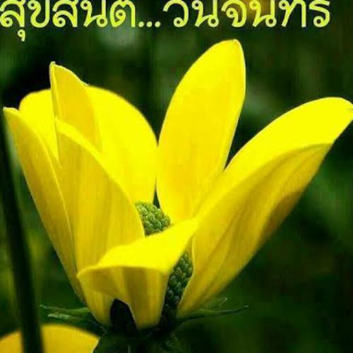 สมาชิกหมายเลข 6678249