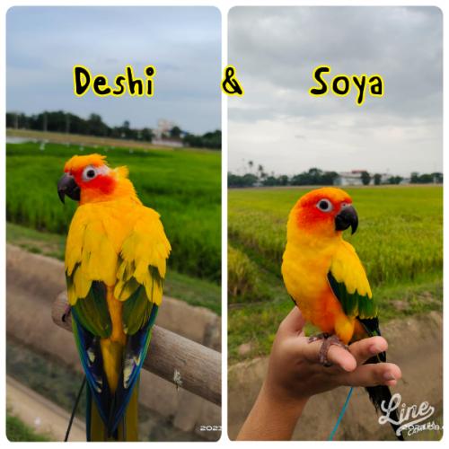 สมาชิกหมายเลข 3165490