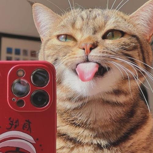 สมาชิกหมายเลข 8322361