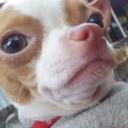 นกยูงสายสมร~