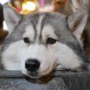 สมาชิกหมายเลข 4385851