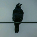 สมาชิกหมายเลข 4386340