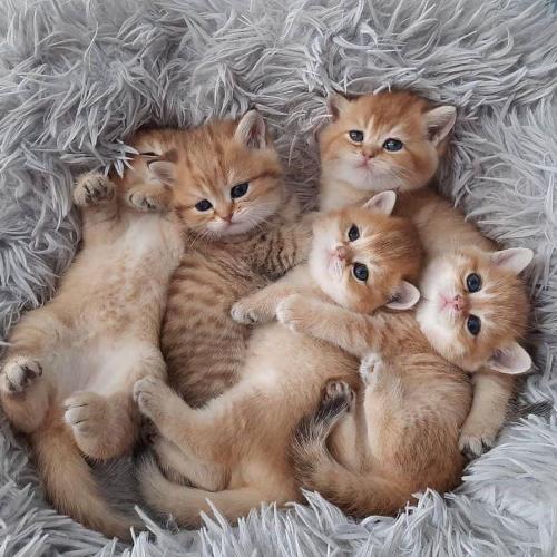 สมาชิกหมายเลข 4710810