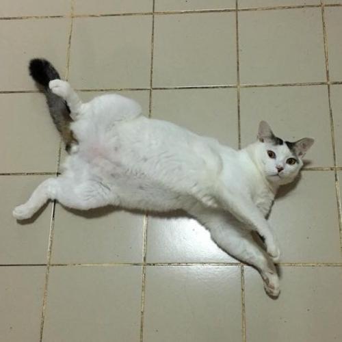 สมาชิกหมายเลข 5118901