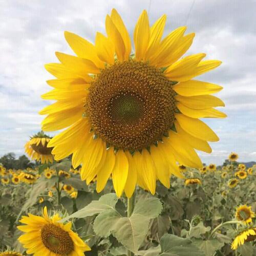 สมาชิกหมายเลข 5119774