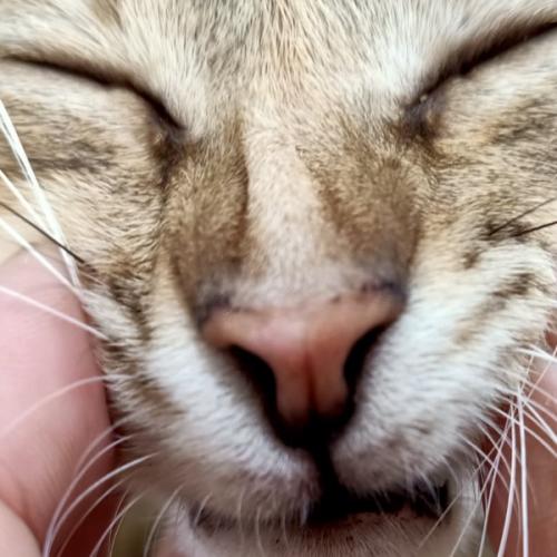 สมาชิกหมายเลข 4142209