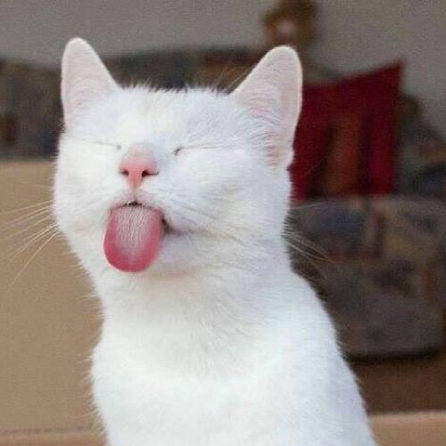 สมาชิกหมายเลข 4372812