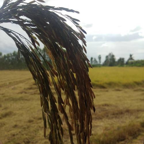 สมาชิกหมายเลข 4746353