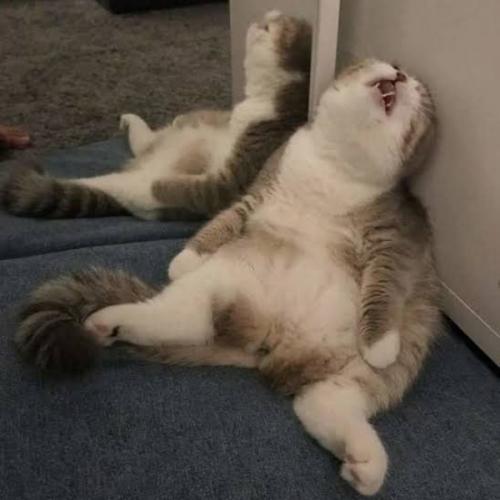 สมาชิกหมายเลข 5412902