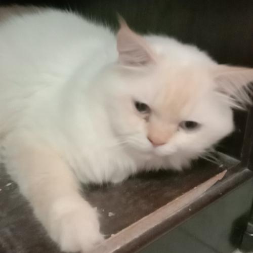 สมาชิกหมายเลข 3241590