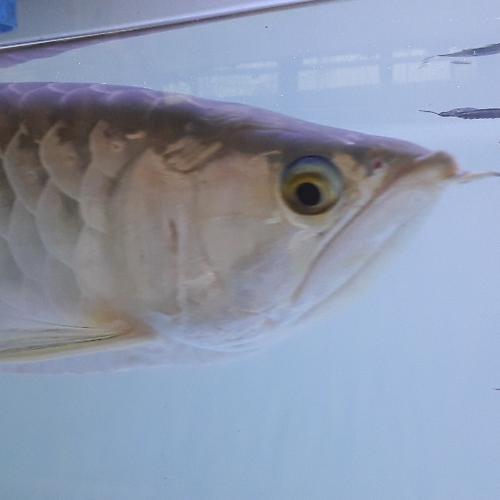 สมาชิกหมายเลข 6062083