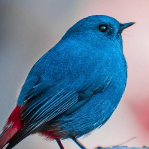 สมาชิกหมายเลข 6655396