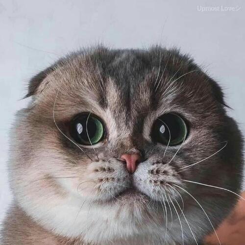 สมาชิกหมายเลข 6030952