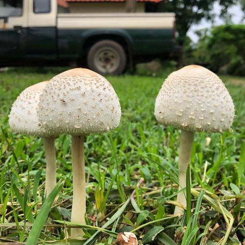 สมาชิกหมายเลข 2244287