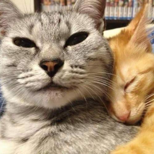 สมาชิกหมายเลข 4697180