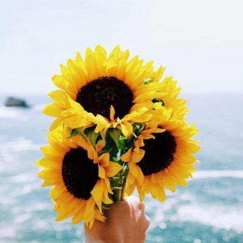 สมาชิกหมายเลข 5515348