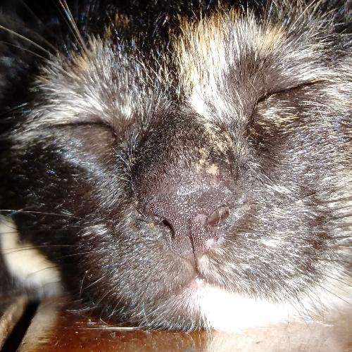 สมาชิกหมายเลข 5515750