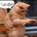 สมาชิกหมายเลข 3618363