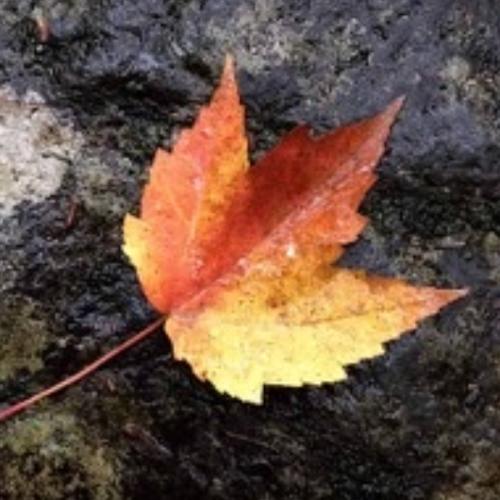 สมาชิกหมายเลข 3421704