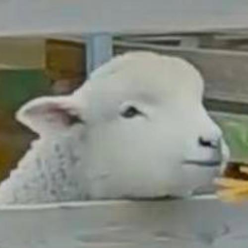 สมาชิกหมายเลข 6036322