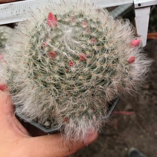 สมาชิกหมายเลข 6064393