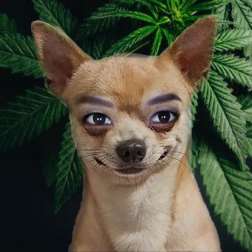 เลดี้อินทาเนียร์