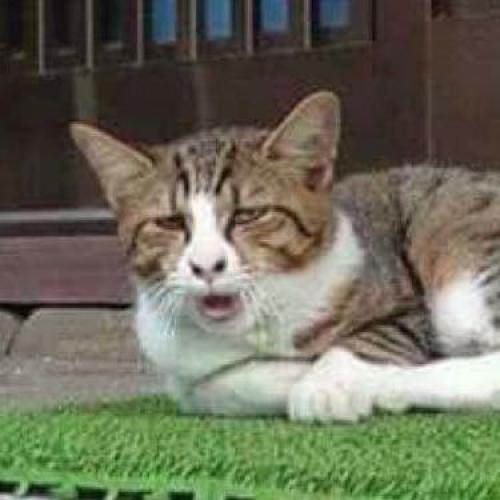 สมาชิกหมายเลข 5123236