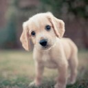 สมาชิกหมายเลข 3877339