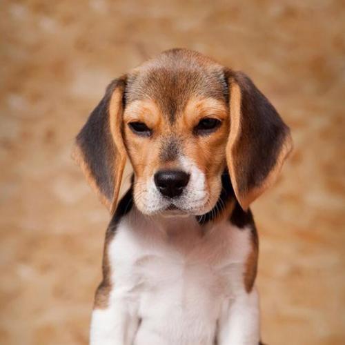 สมาชิกหมายเลข 5123264