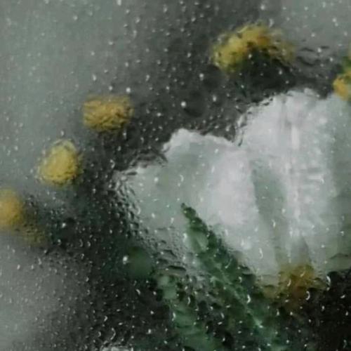 สมาชิกหมายเลข 7426689