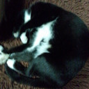 แมวน้ำที่ไม่ใช่แมวน้ำ