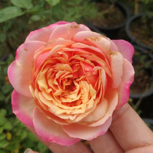 สมาชิกหมายเลข 736807