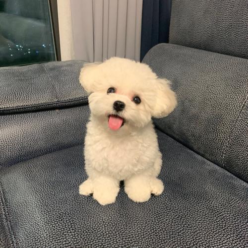 ปาปาแปม