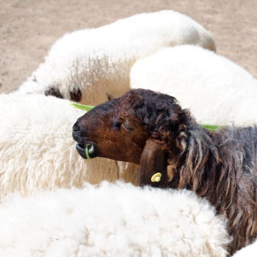 สมาชิกหมายเลข 4748858