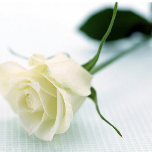 สมาชิกหมายเลข 5124338