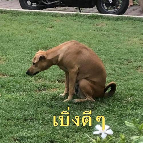 สมาชิกหมายเลข 5009389