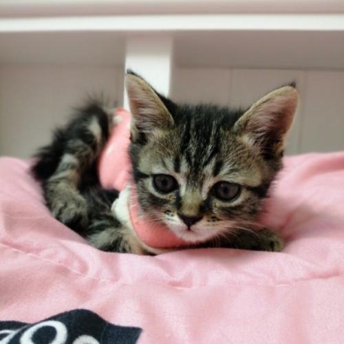 ดุกดิกหน้าขน