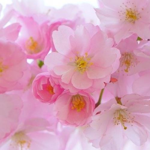 สมาชิกหมายเลข 4602701