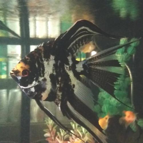 สมาชิกหมายเลข 7407964