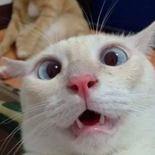 สมาชิกหมายเลข 7436081