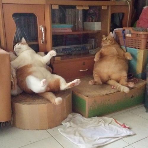 สมาชิกหมายเลข 4749457