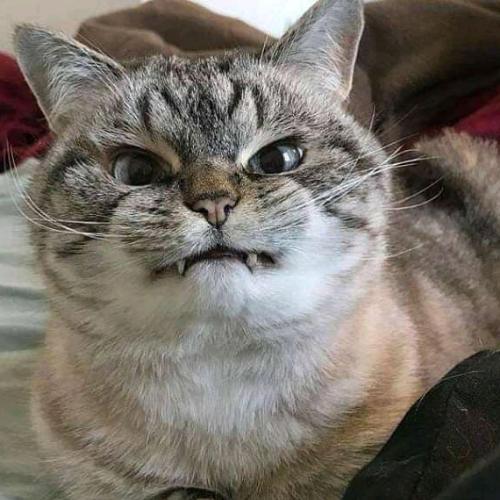 สมาชิกหมายเลข 5124463