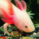 สมาชิกหมายเลข 5445719