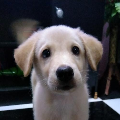 สมาชิกหมายเลข 6066299